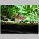 Picture 289 (Corydoras melanistius).jpg